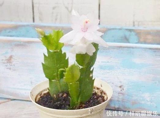 蟹爪兰|3种花掐点枝就能来个“大变身”,一盆变多盆,成活率高,生长快