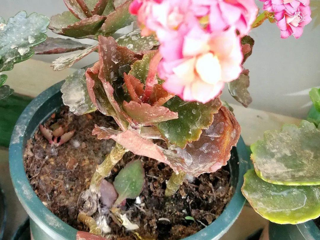 家里有这7种花,少浇水、不能晒,天热要休眠!