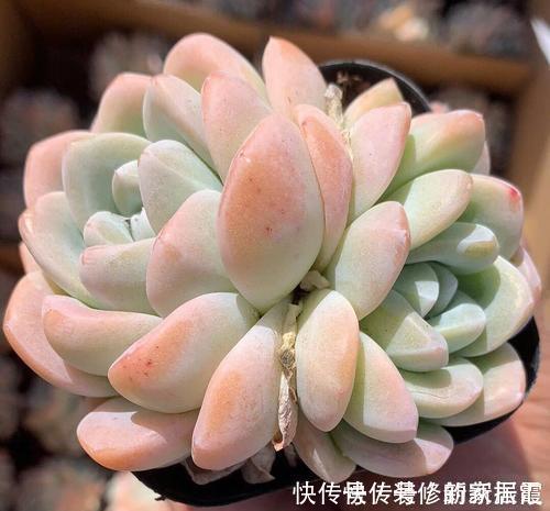 4种高颜值多肉,在家养一盆,好像艺术品,花友:后悔没早点养!