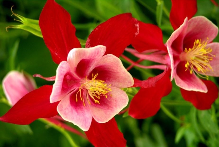 此花有着娇小的花姿，适应性极强，象征着一定要胜利