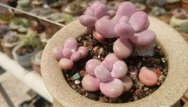 花友们|养多肉,花友们“别踩”这3误区,不然养一盆坏一盆