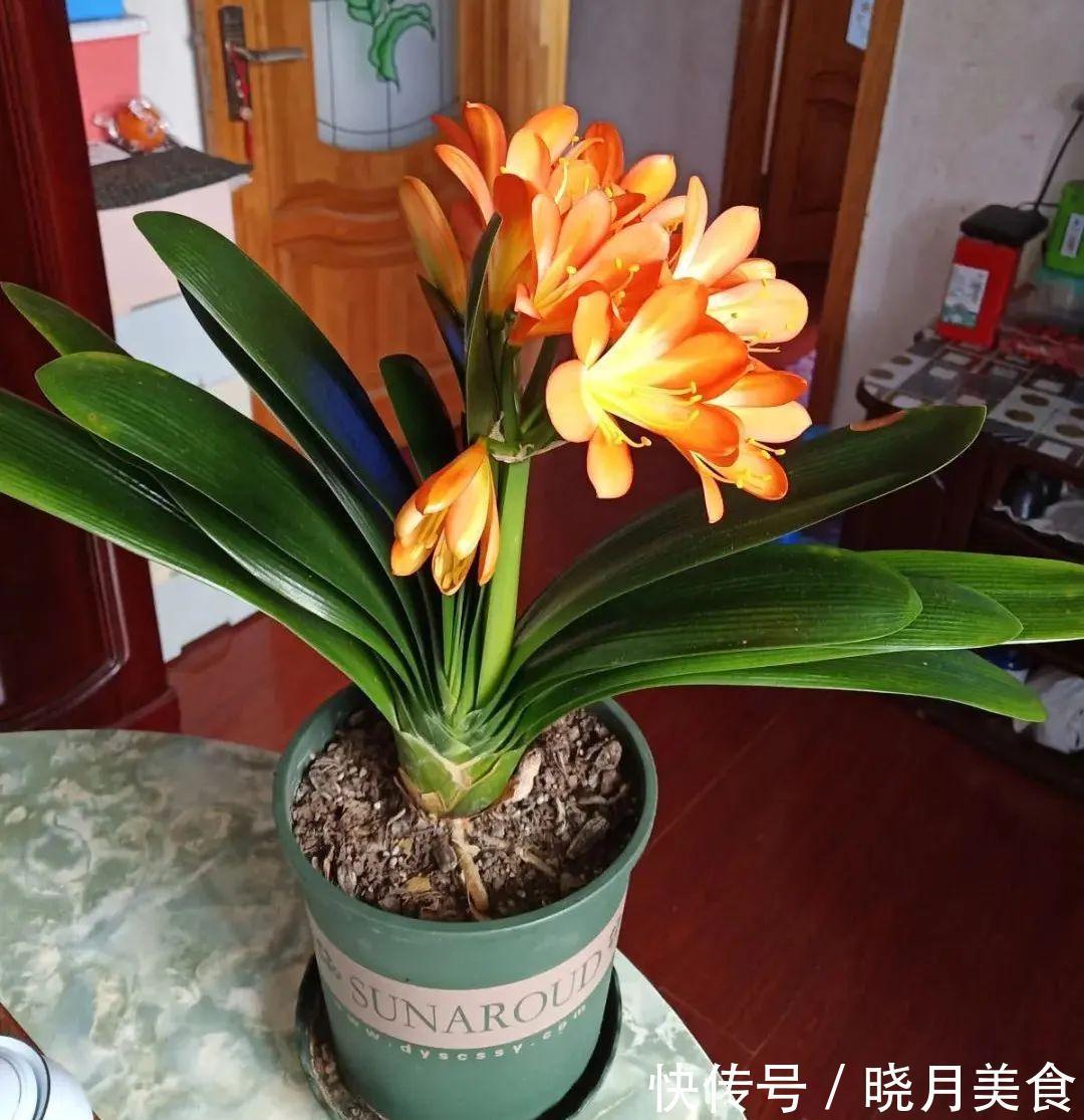 浇水|15种常见花,冬天浇水有讲究,小心越浇花越死