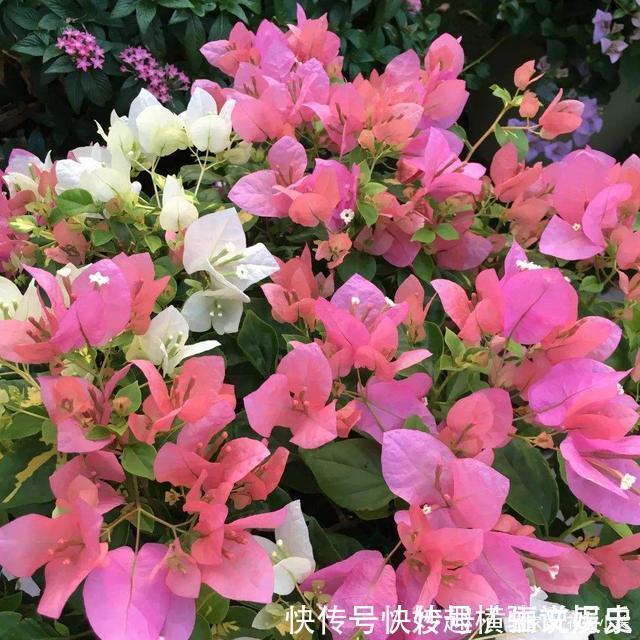 45种三角梅品种,红、橙、黄、绿、白、紫,每一种都很好看!