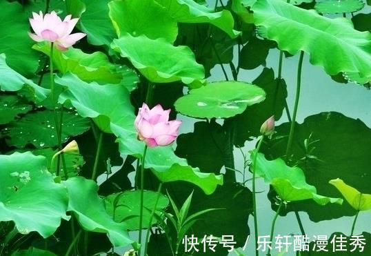 桃花|到了8月份，4属相喜事不断，横财多见，不断奋斗，幸福指日可待