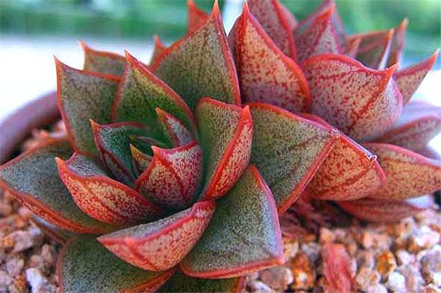 好养又好看的多肉大和锦，学会这“3招”，枝叶茁壮，绚烂多姿