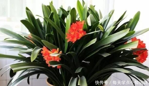 叶子|君子兰长满“大水缸”,叶子蹿满32片,“这样”养,你的也可以!