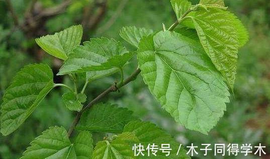 盗汗|经常桑叶泡水喝，身体会发生三个惊喜的变化，后悔才知道！