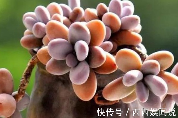 多肉桃蛋度夏难,只因你没了解这四点,学会了保证白里透粉