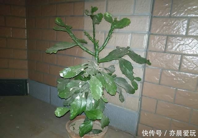 冬季养千本剑|千本剑冬季不容易养?5点做好后,叶绿苗更壮