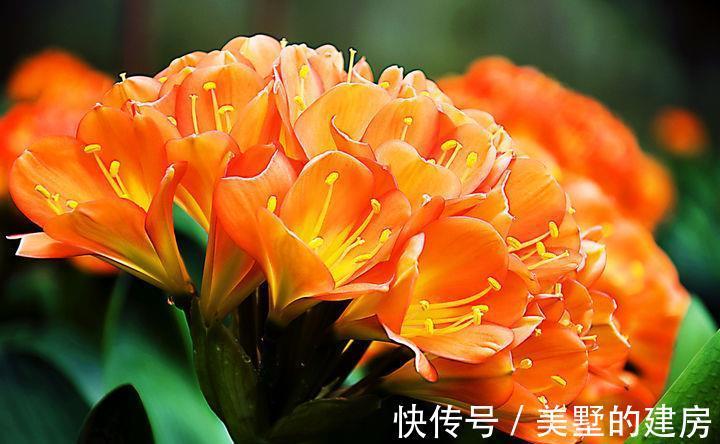 小花园|农历7月10日开始,养花养个耐看的,花叶俱美,轻松打造小花园