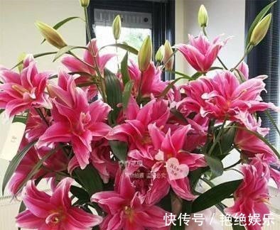 光照|百合开败了别扔!给它“补补身”,明年花更美,还生出一窝胖球球