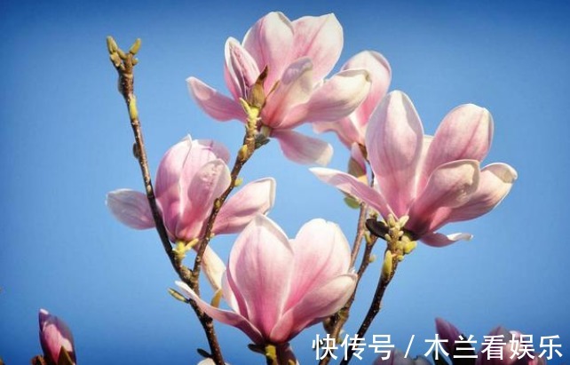 洁癖|吸臭强性强的4种花,有洁癖一定要养,效果不仅明显还省事!