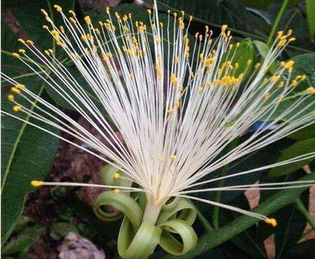 花卉|有钱人家都养这“4种花”,美观大气、旺运招财,财神爷不请自来