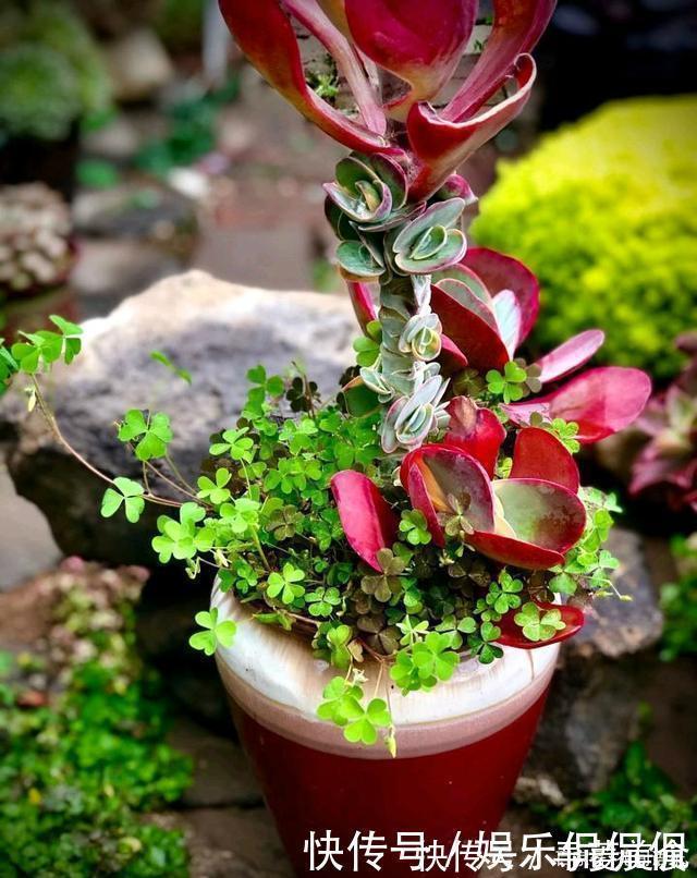 他痴迷养多肉,将500多盆多肉养出“高级感”,大家都夸美如仙境