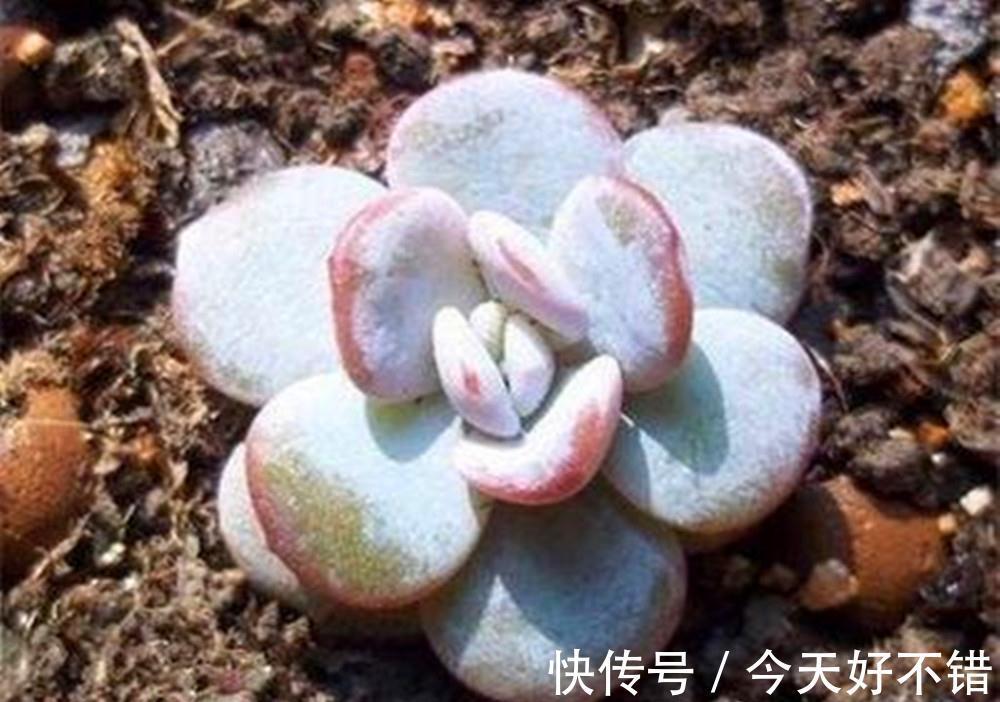 叶片|10种花,空气再干也别“喷水”,容易黄叶“掉花苞”