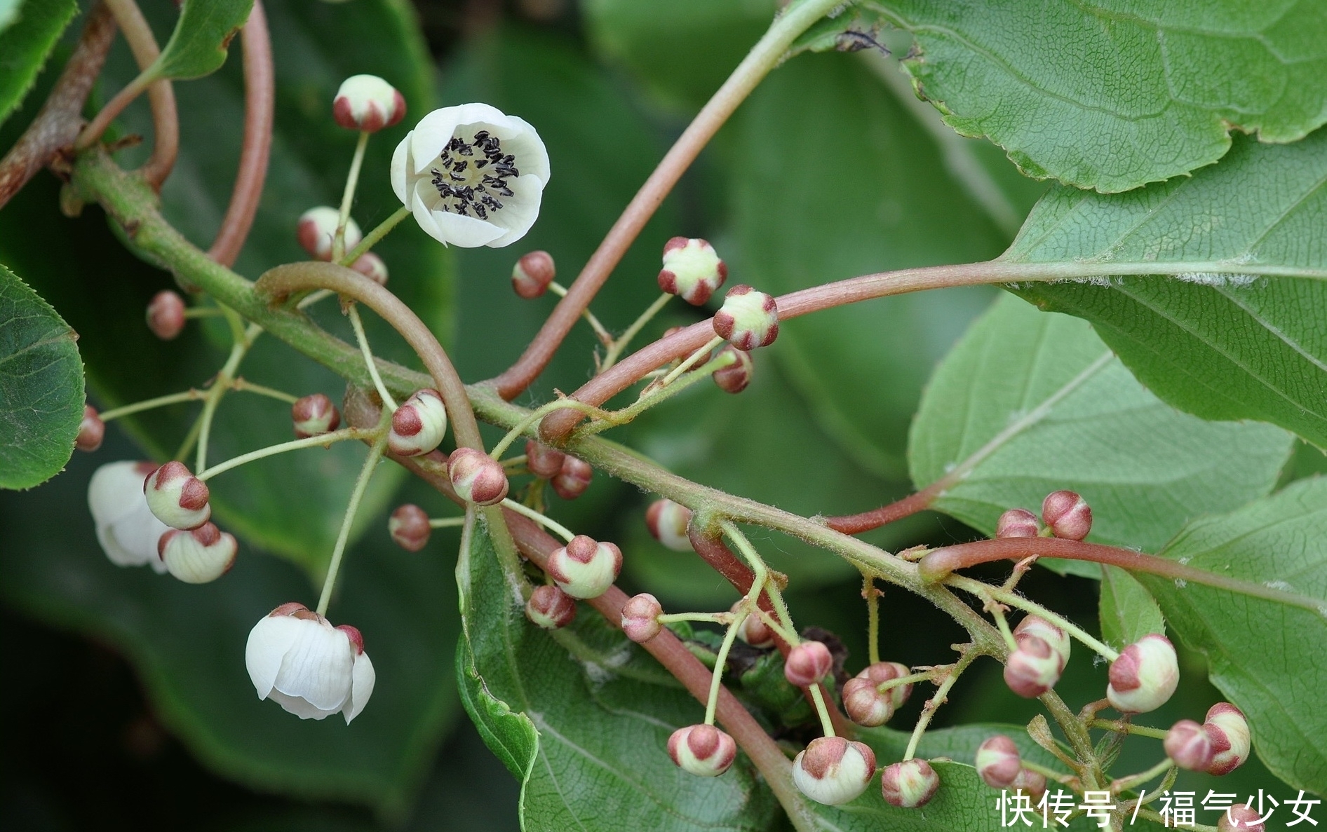 山里这种野生物，外貌看似很普通，价值却不一般，遇到了别客气