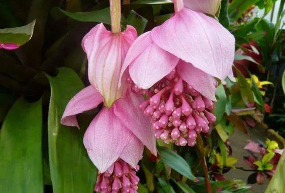 庭院|春节过后养几款艳丽的花卉,满屋飘香,花开繁多,花开大又艳