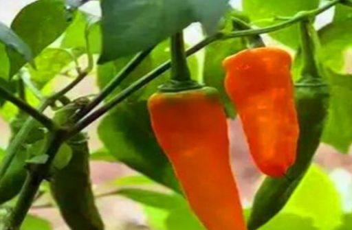 黄青蕉|想长寿全靠吃,3种食物不能少,补充营养,提高免疫力!