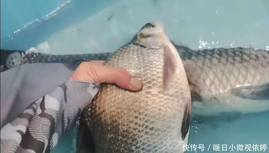 伊势尼|果不其然,这钓法才是“对付”鳊鱼的最佳利器,每次扬竿必有鱼!