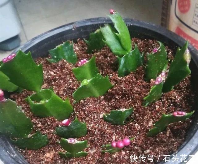 叶片|她繁殖蟹爪兰,就用1把“梳子”,3周长出“胡须根”