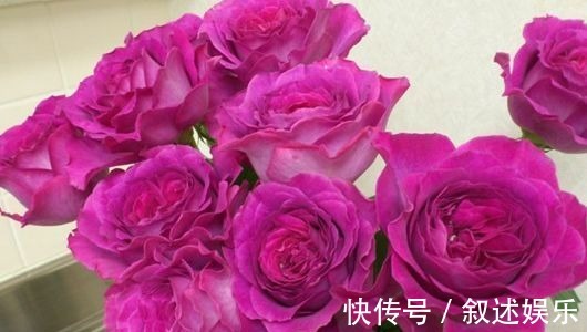 伊芙蓝宝石|新手养花不如养一盆“伊芙蓝宝石”,花姿雅致,花形优美