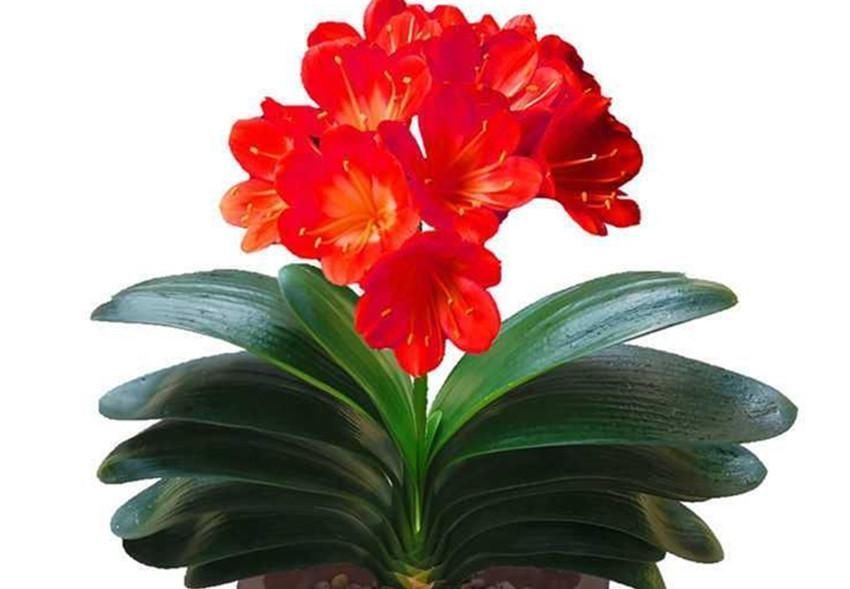 养兰花、君子兰你还施肥吗在土里加它,比肥料长得还好