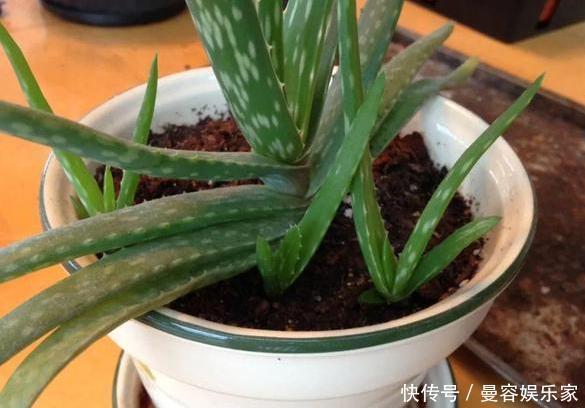 卧室长期放盆栽,失眠的人就选2种,好看又好养,净化效果好