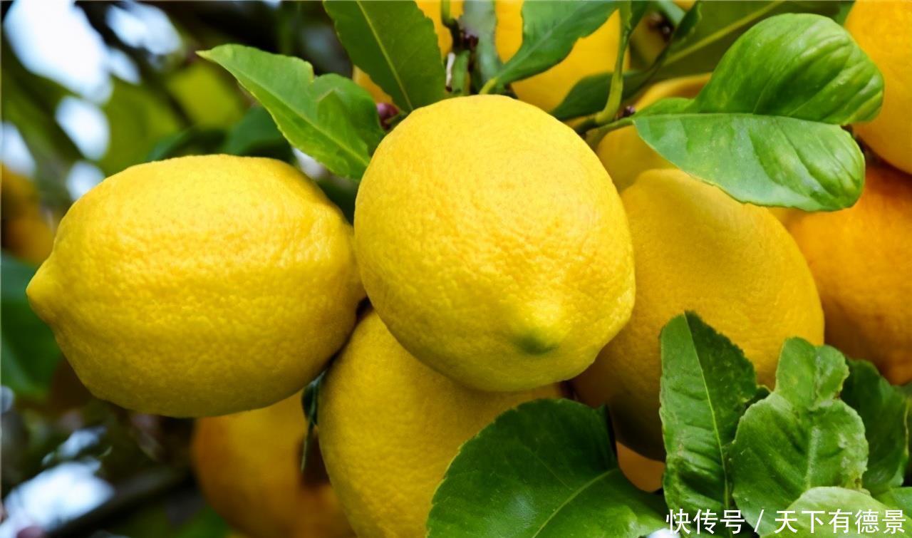 果树|盆栽柠檬想要开花多结果多,几点很重要,做好了能收获满满