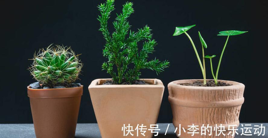 养好一盆花一定要知道这几个技巧,你也可以成为养花大神