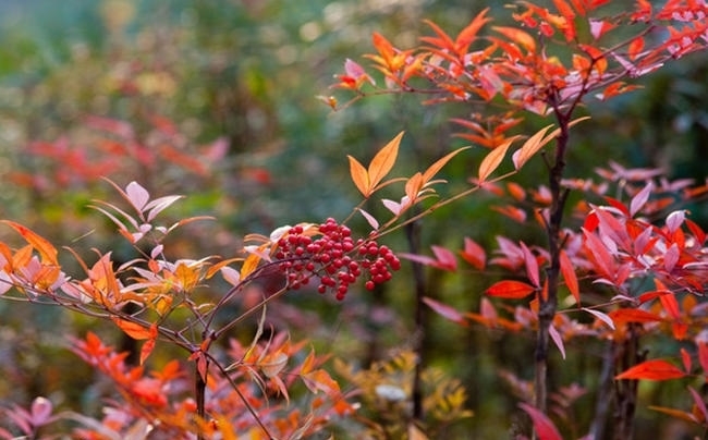 叶子比果实更有毒，有孩子的家庭最好不要养
