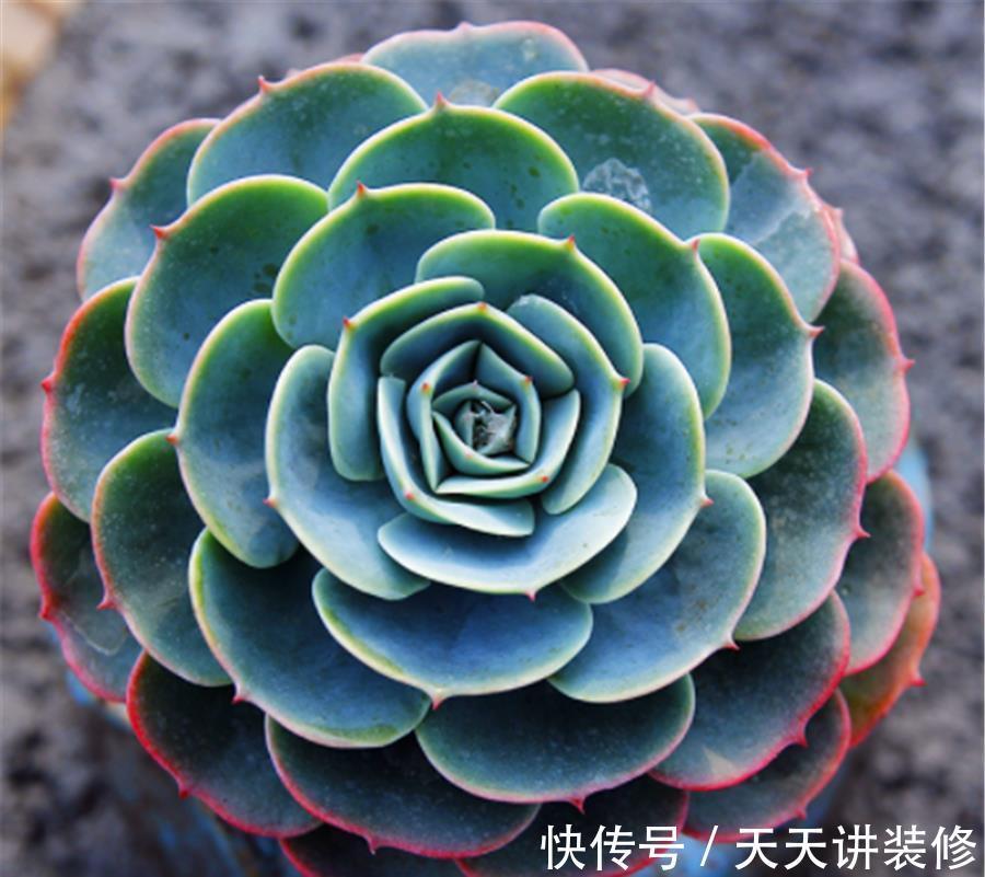 打好基础|多肉玉蝶养成老桩并不难,学会3个小技巧,杆子粗壮造型美