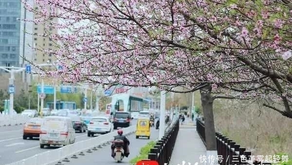 鲜花竞放 春满北城！一条路惊艳一座城