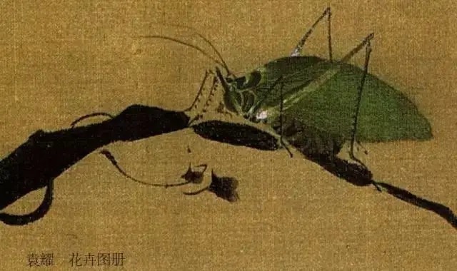 蝈蝈$国画技法图典——草虫篇:蝗虫 蚂蚱 蝈蝈 螽斯 螳螂 蟋蟀