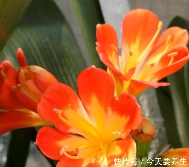 自制|教你自制“氮磷钾肥”,君子兰最爱吃,30天喂一次,长势不会差!