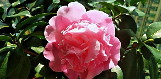 一个养好茶花的基本小常识:新买的茶花要做到“两不要”!