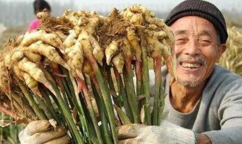 中年|男性晨起坚持吃上一片生姜,15天后,3大好事或会“投怀送抱”!