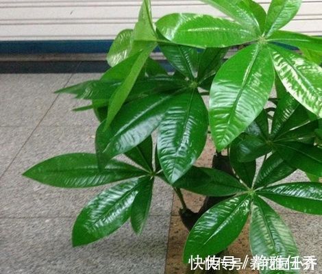 木醋液|发财树夏季养护“策略”,做好才能长势旺,特别是最后一点要舍得