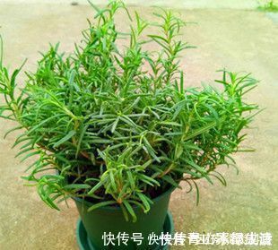 花卉|蚊虫不喜欢这种花,现在养养一盆,夏天连蚊香钱都省了
