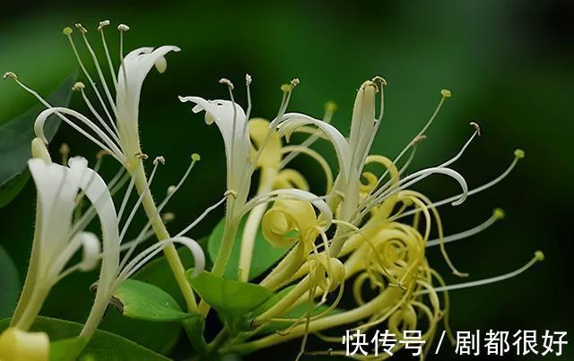 花友|公认好养的“三种花”,掰点枝叶埋到盆内,沿着墙攀成“花瀑布”