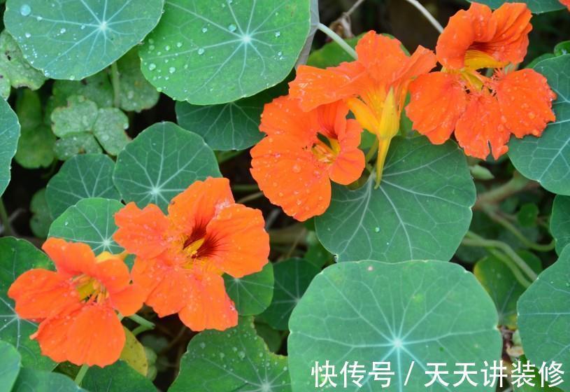 养花试试这几款,植株处于干燥的环境,容易影响生长开花