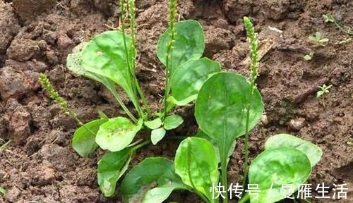 山药|前列腺炎的“特效药”找到了，男人多吃点，炎症或悄悄不见了