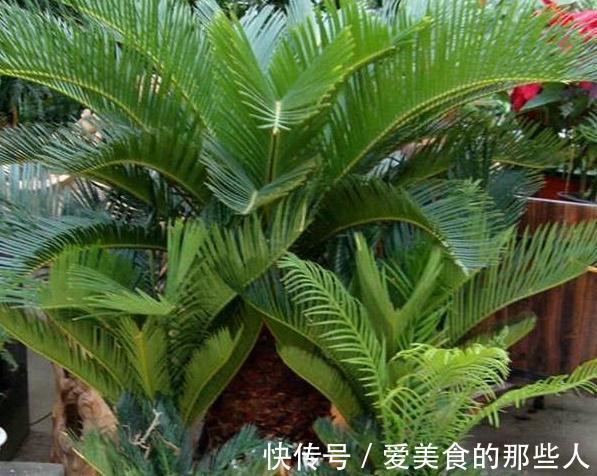 4种药片过期不要扔,教你此样做,养花效果好,谁用谁知道