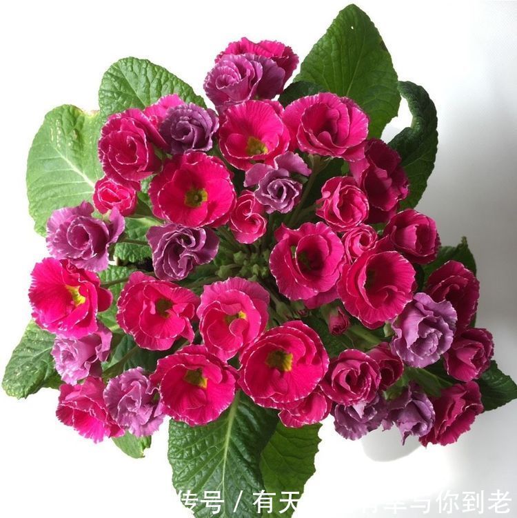 喜欢养花不妨养盆“葡萄冰山”,株型饱满,花大色艳,适合盆栽养