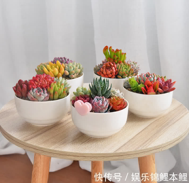 什么时候给多肉浇水合适?参考这3点,找出动手最佳时机