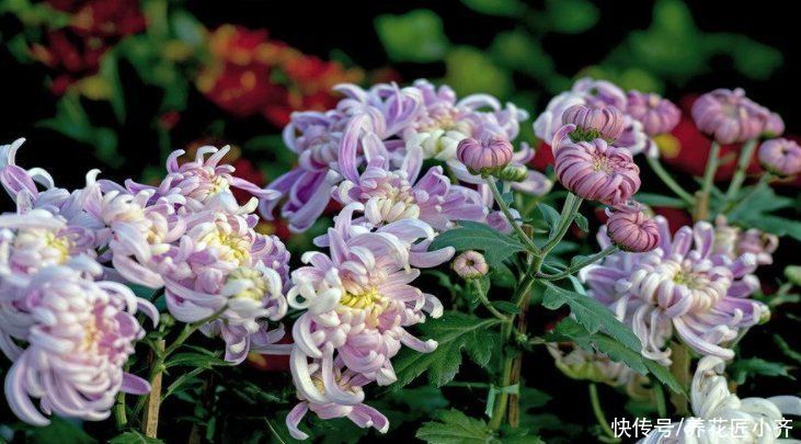 适合夏季扦插的“六种花”，操作简单，容易生根，其他季节难生根