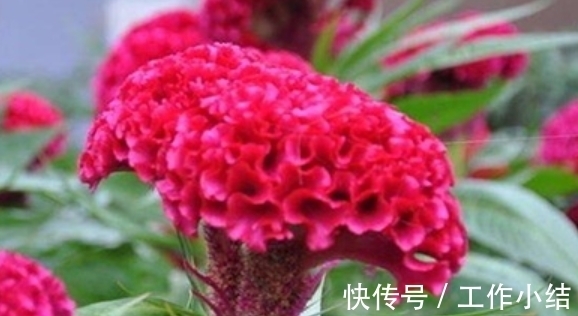 4种花“很爱开花”,一养就“花开满盆”,给点水就疯长