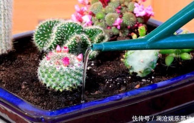多肉植物|养花不会浇水,家里再多花也会被糟蹋,新手盆栽浇水指南