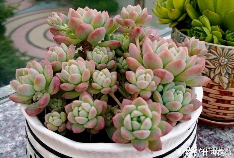 香味|9种多肉颜值高,还自带香味,可谓色香俱全