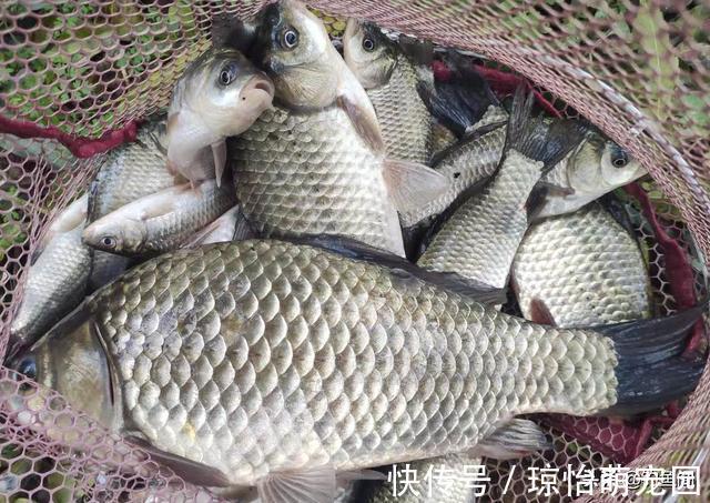 底窝|野钓窝料哪家强?这7款窝料用的人最多,效果好还便宜