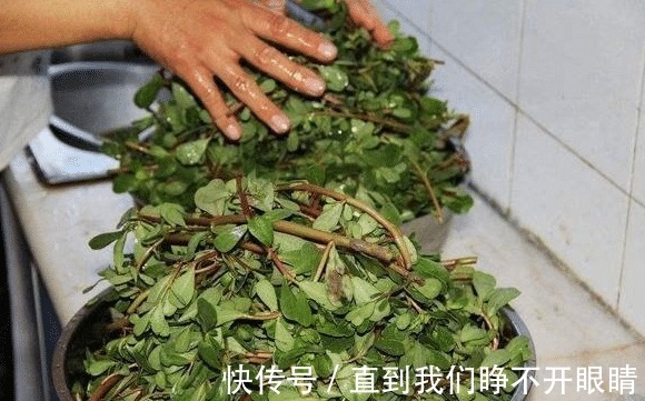 经常用马齿苋煮水喝,不出半个月,4件好事或许会不请自来
